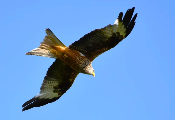 Hawk Flying Blue Sky — Stock Photo, Image