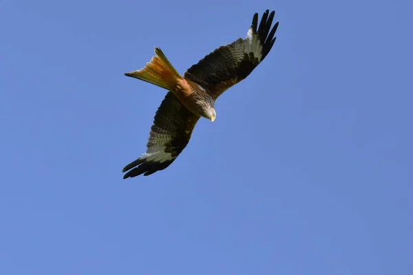 鹰在蓝天下飞翔 — 图库照片