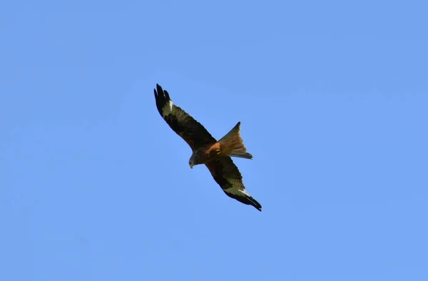 Falk Flyger Bakgrunden Blå Molnfri Himmel — Stockfoto