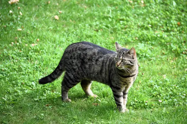 tabby cat plays in the green grass