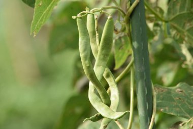 Bahçede yeşil fasulyeler