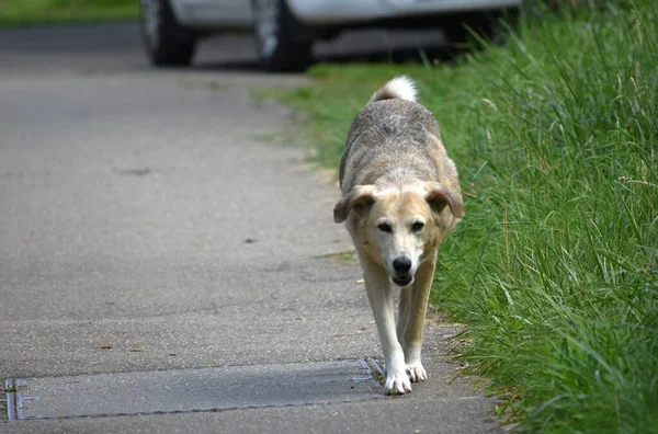 Duży Pies Spaceruje Samotnie Wzdłuż Drogi Pobliżu Zielonego Trawnika — Zdjęcie stockowe