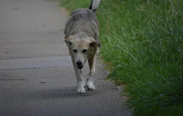 a big dog walks along an asphalt road near green grass