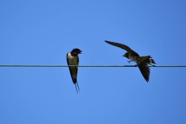 Mavi gökyüzüne karşı elektrik kablolarında iki kırlangıç