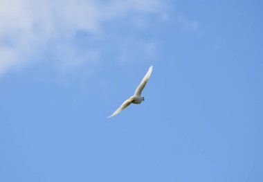 Mavi gökyüzünde uçan beyaz güvercinler