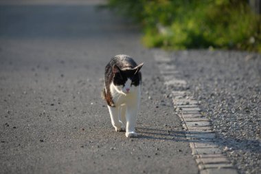 Kedi asfalt yolda yürüyor.