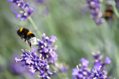 yaban arısı çizgili lavanta çiçeklerinde nektar toplar