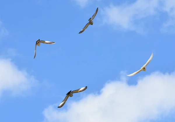 Mavi Gökyüzünde Uçan Beyaz Güvercinler — Stok fotoğraf
