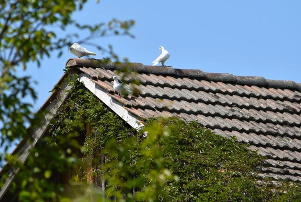 Белые Домашние Голуби Сидят Черепичной Крыше Дома — стоковое фото