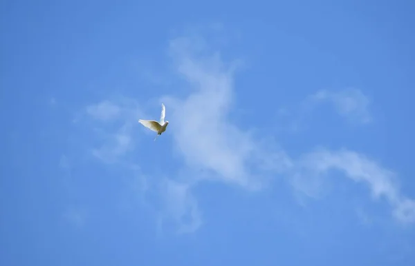 Белый Голубь Летит Голубом Безоблачном Небе — стоковое фото