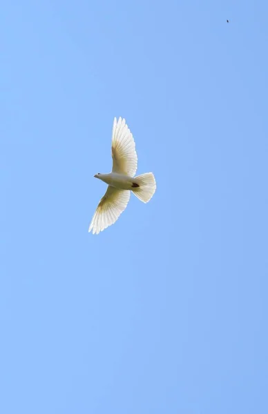 Белые Голуби Летят Голубом Небе — стоковое фото