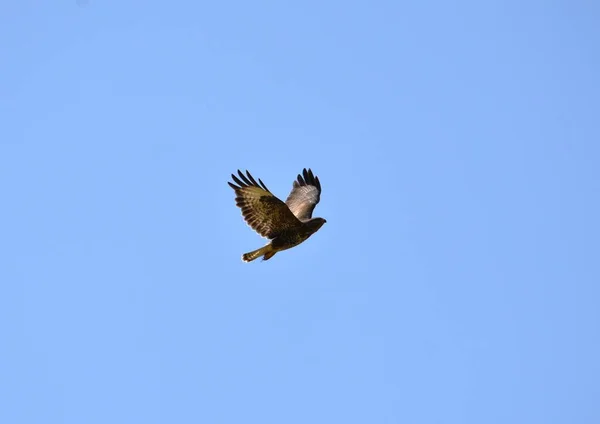 Falke Fliegt Hintergrund Blauer Wolkenloser Himmel — Stockfoto