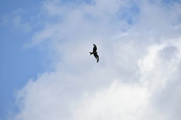 Sokol Letící Pozadí Modré Obloze Mraky — Stock fotografie