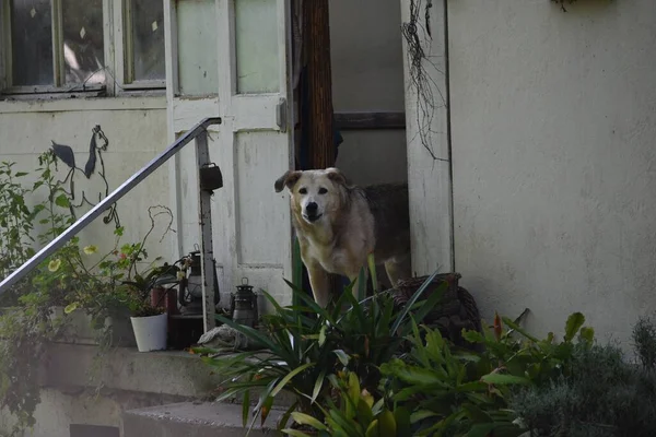 Evin Verandasında Büyük Bir Köpek Duruyor — Stok fotoğraf