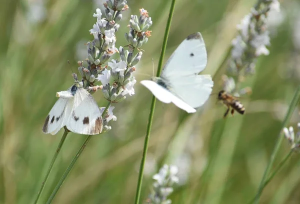 Motyl Pszczoła Kwiatach Lawendy Zdjęcie Stockowe