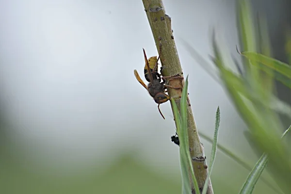 Large Wasp Green Fly Sit Twig Bush — Stock Photo, Image