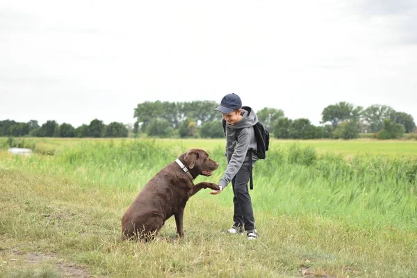 Labrador gives a paw to a boy in a clearing with green grass