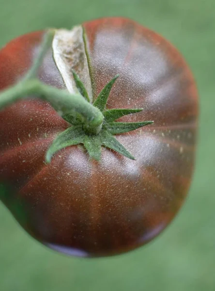 Eine Rote Tomate Mit Einem Riss Der Seite Hängt Einem — Stockfoto