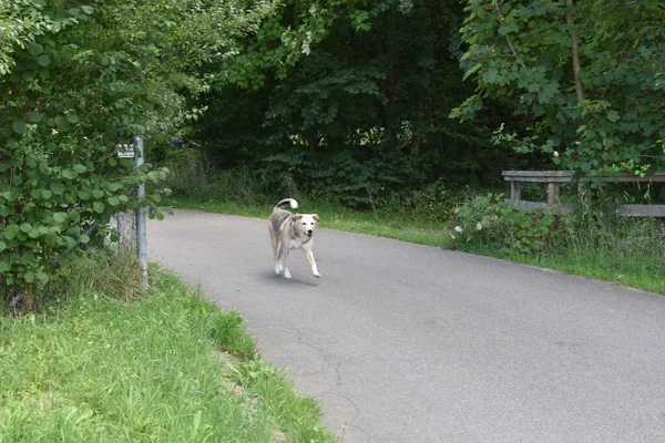 大きな発見された犬モンデルは道路沿いに走ります — ストック写真
