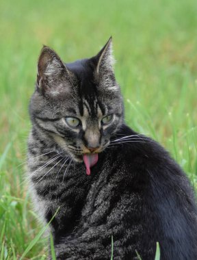 Çizgili, ağlayan kedi çimlerde yıkanıyor.