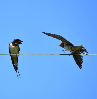 Mavi gökyüzüne karşı elektrik kablolarında iki kırlangıç