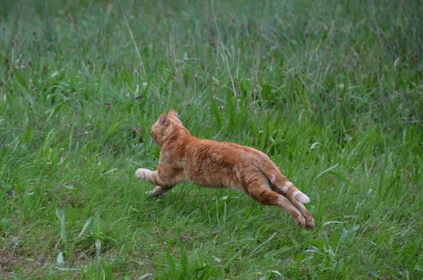 red cat runs forward on green grass