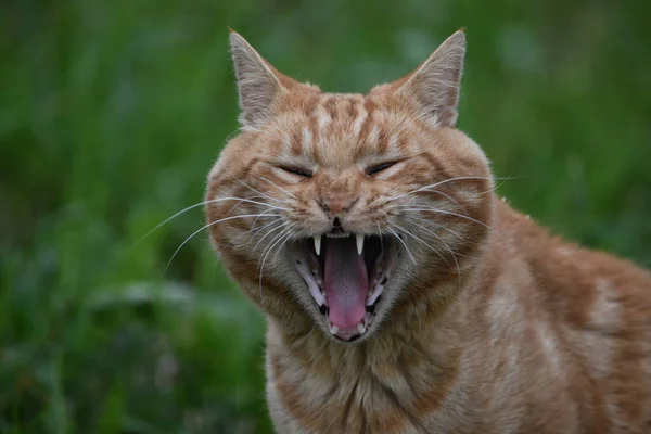 緑の草の背景にジンジャー猫の肖像画 — ストック写真