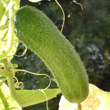 yeşil salatalık bir dal üzerinde vist