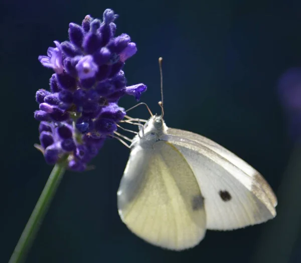 Lavendelblüten Und Weiße Schmetterlinge Nahaufnahme — Stockfoto