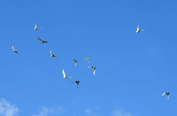 white doves flying against the blue sky