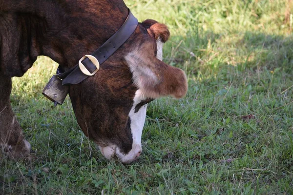 Vaca Marrón Mordisqueando Hierba Césped — Foto de Stock