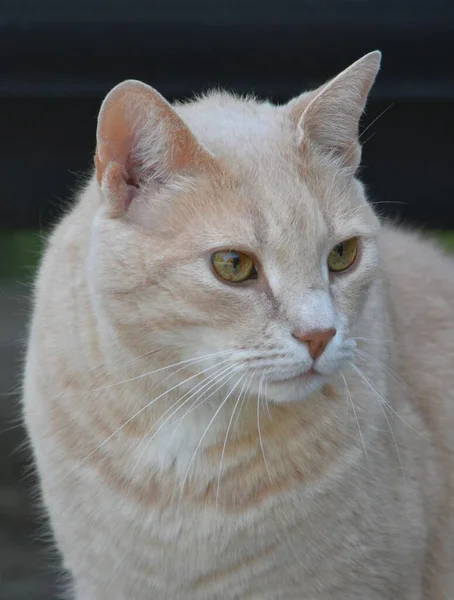 Κοντινό Πορτραίτο Ελαφριάς Γάτας Κίτρινα Μάτια — Φωτογραφία Αρχείου