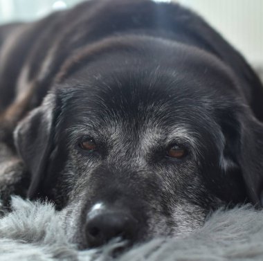 siyah büyük yaşlı köpek gri bir halıya uzanıyor.