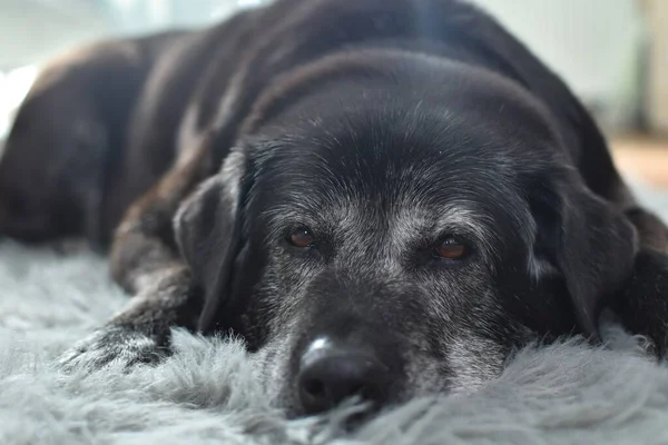 黒い大きな古い犬は灰色の敷物の上に横たわっています ストック画像