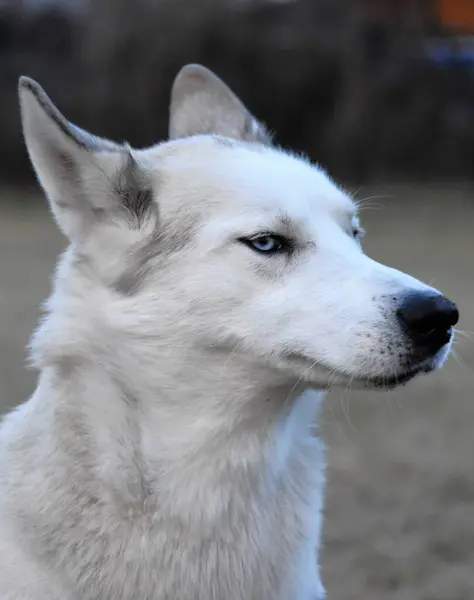 Retrato Husky Blanco Con Ojos Azules —  Fotos de Stock