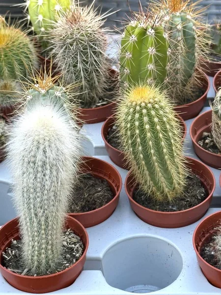 Cacti Different Varieties Pots — Stock Photo, Image