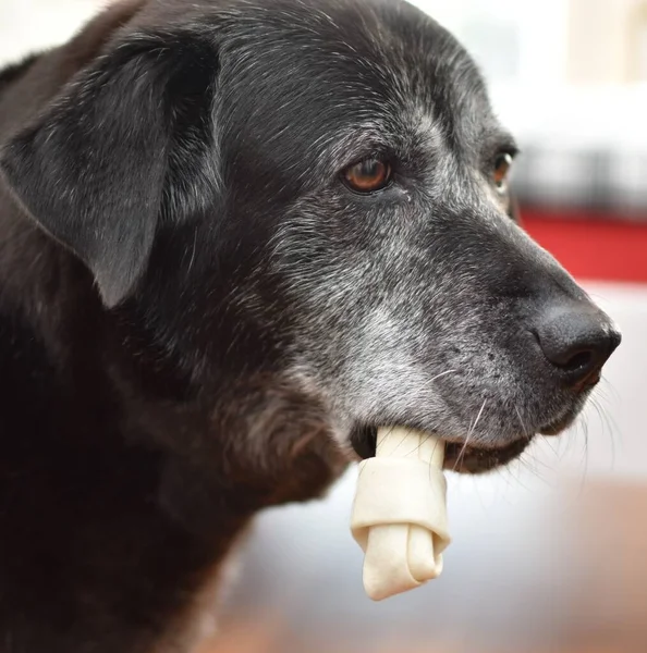 portrait of a black gray dog with a bone in its mouth