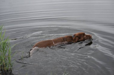 Kahverengi labrador nehir boyunca yüzer.