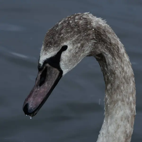 portrait of a young swan with brown plumage