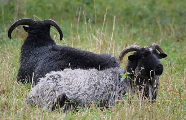 a herd of gray and black goats with horns lie on green grass
