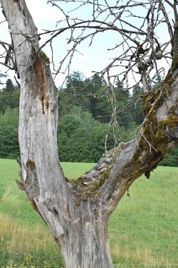 Ormanın yakınındaki bir tarlada kuru bir ağaç.