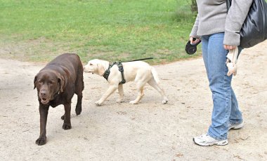 woman and Labrador puppy meeting an adult dog clipart