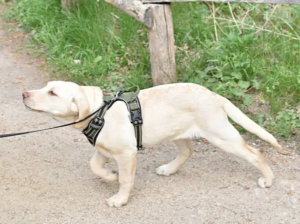 Tasmalı beyaz labrador köpeği.