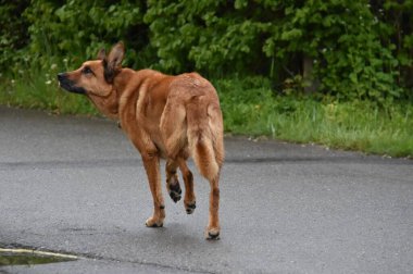 Büyük köpek yol boyunca koşar.