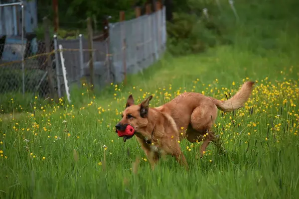 a red shepherd dog with a red toy in its mouth runs along the green grass