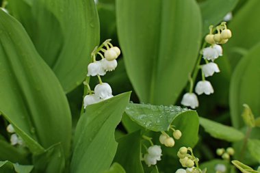 Vadinin beyaz zambakları yeşil yapraklar içinde yağmurda