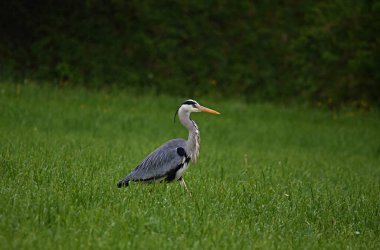 Gri balıkçıl yeşil çimlerde