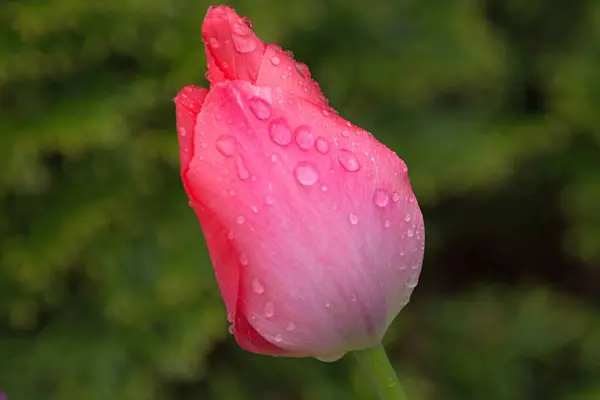 Ανοιχτό Ροζ Τουλίπα Σταγόνες Βροχής — Φωτογραφία Αρχείου