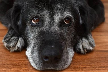 Yaşlı gri saçlı büyük köpek ahşap zeminde yatar ve yukarı bakar.