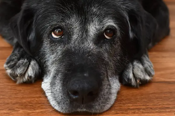 Yaşlı gri saçlı büyük köpek ahşap zeminde yatar ve yukarı bakar.